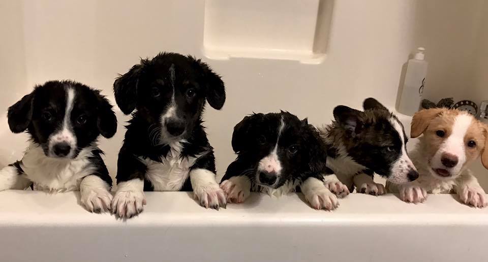 Gable Tipsy Litter Bath