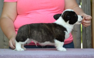 Mr Green 8 weeks 459