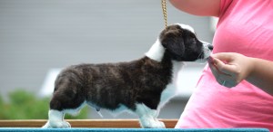 Mr Orange 7 weeks 051