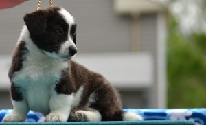 Mr Orange 7 weeks 135