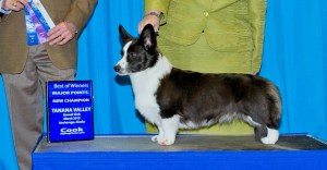 Flutter New Champion (2)