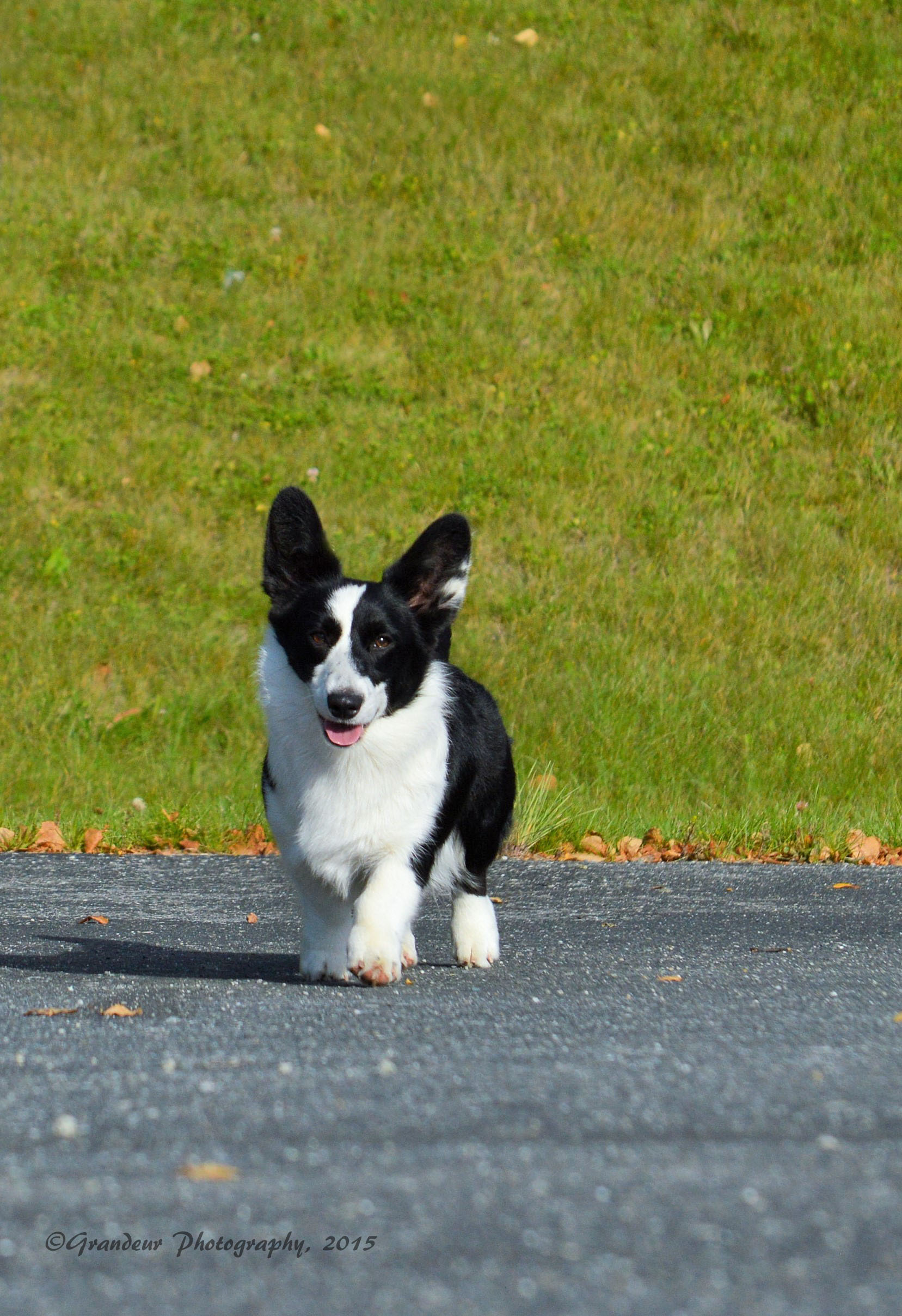 Gizmo 11 months (21)