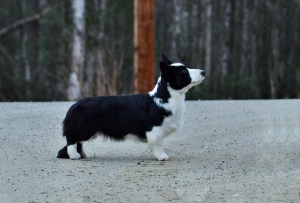 Gizmo 6 months (10) copy