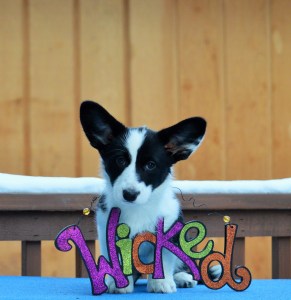 Gizmo Wicked (2)