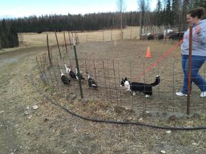 11162078_875014249231743_1163377445392359852_n