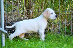 Miss Red 4.5 weeks (5) - Copy