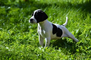 Miss Silver 4.5 weeks (4) - Copy