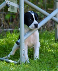 Miss Silver 4.5 weeks (6) - Copy