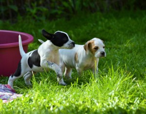 Mr Gold and Miss Black 4.5 weeks - Copy