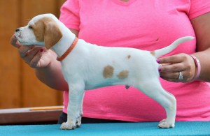 Mr Orange 5 weeks (4)