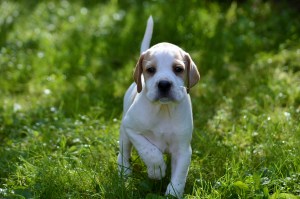 Mr Purple 4.5 weeks (4) - Copy