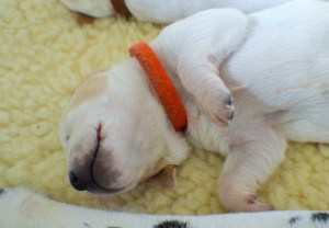 Sunshine Litter 1 week (2)