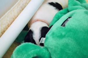 Sunshine Litter 1 week (3)