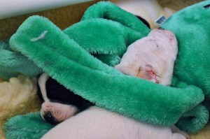 Sunshine Litter 1 week (6)