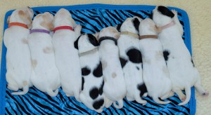 Sunshine Litter Week 2