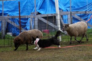 Flutter Herding Instinct Test (1)