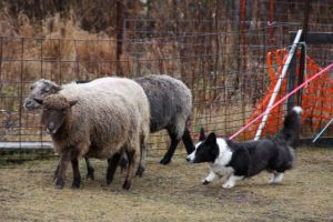 Flutter Herding Instinct Test (6)