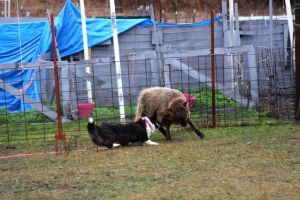 Flutter Herding Instinct Test (7)