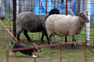 Tipsy Herding Instinct Test (4)