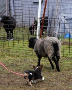 Tipsy Herding Instinct Test (8)